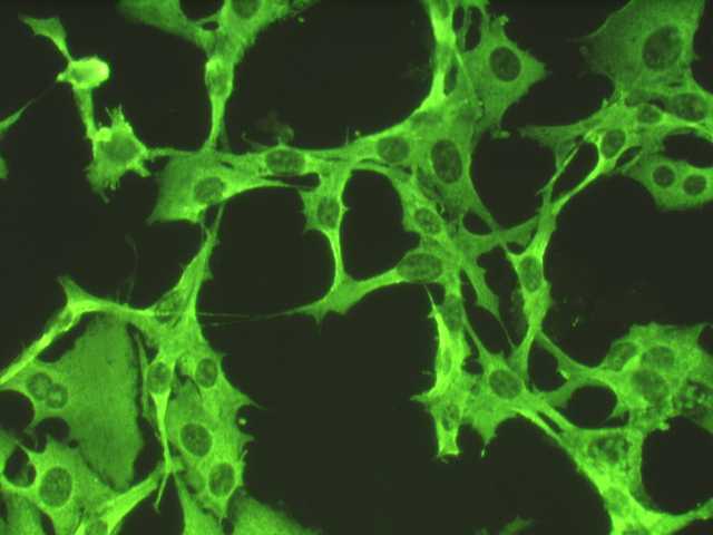 Fluorescence 流频缩略图