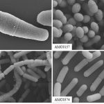 UNC Microbiome核心