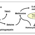 为什么测量胆碱和相关的代谢物在营养研究人物中的重要事项