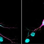 lorenzo_neurons.