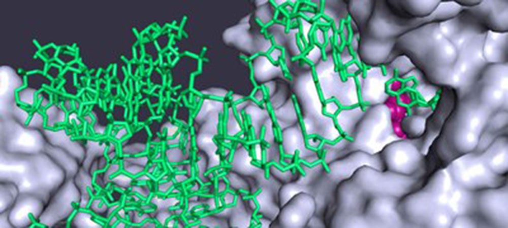 R.L.Juliano结构生物信息核心设施